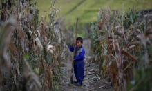 Поредно гладно бедствие заплашва Северна Корея и тази година 
